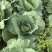大头菜2025年10月5号