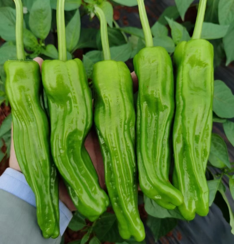 枣庄芜湖椒