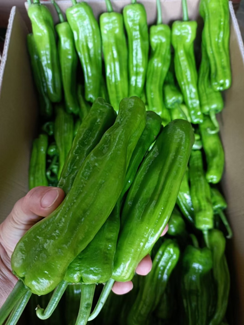 枣庄芜湖椒