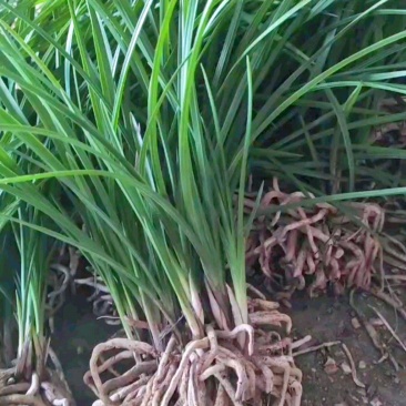 兰花草