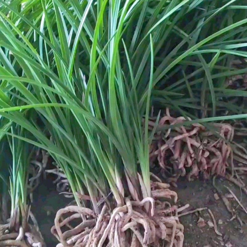 兰花草