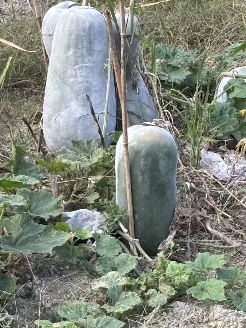 冬瓜