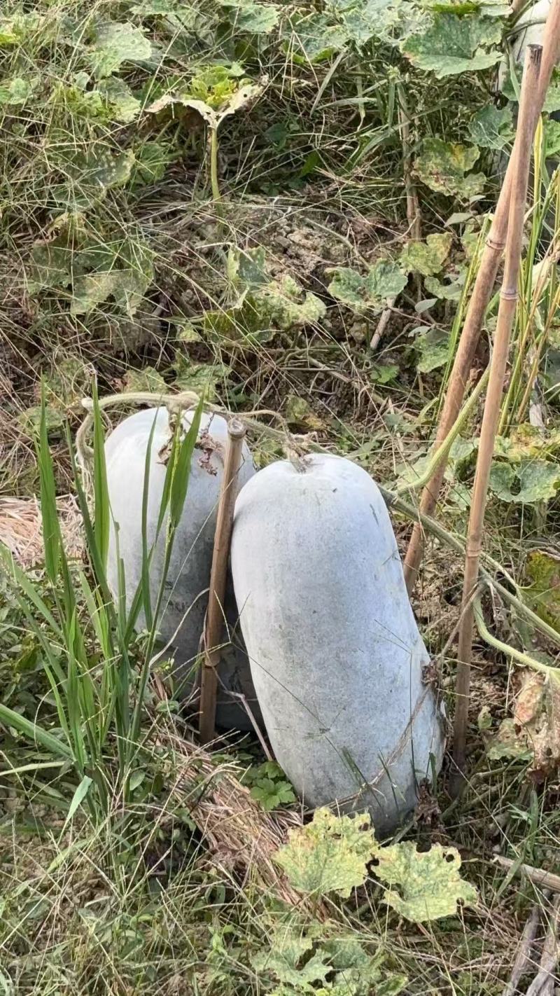 冬瓜