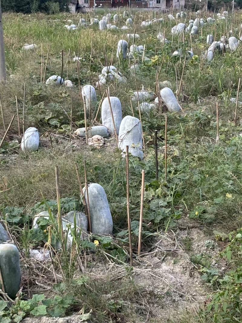 冬瓜