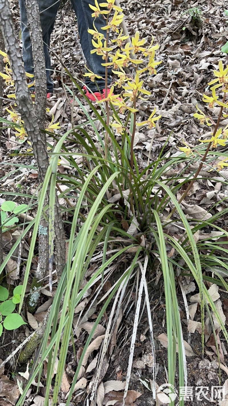 兰花草