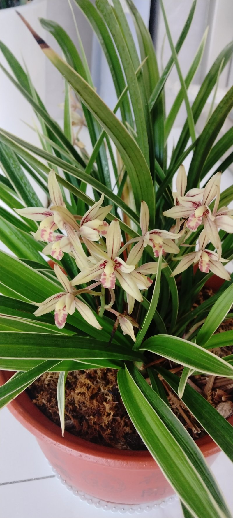 兰花草