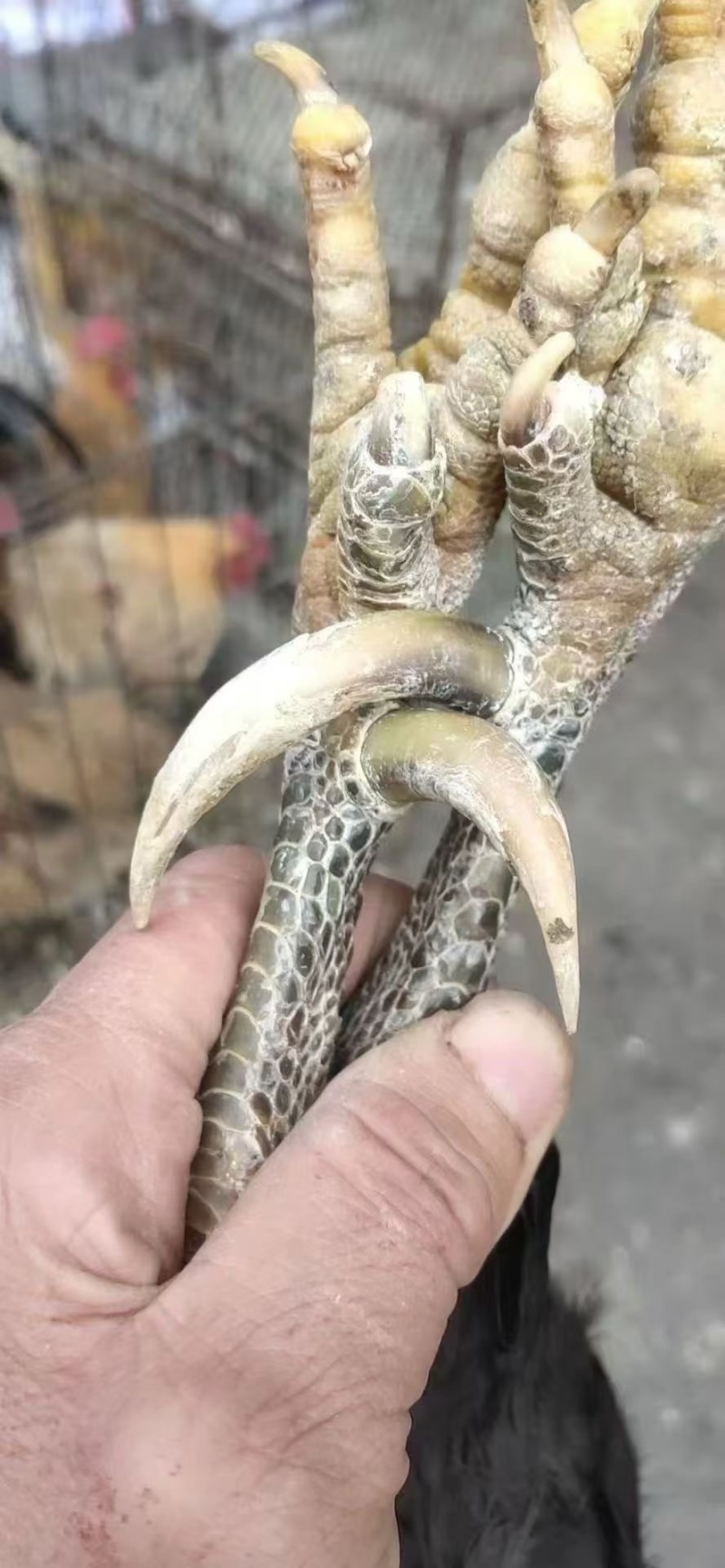 正宗三年老公鸡