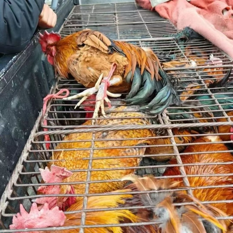 正宗三年老公鸡