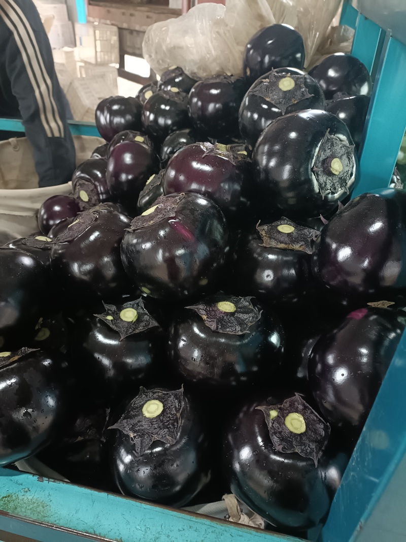 青州精品紫光圆茄茄子产地直销量大质优价格优惠