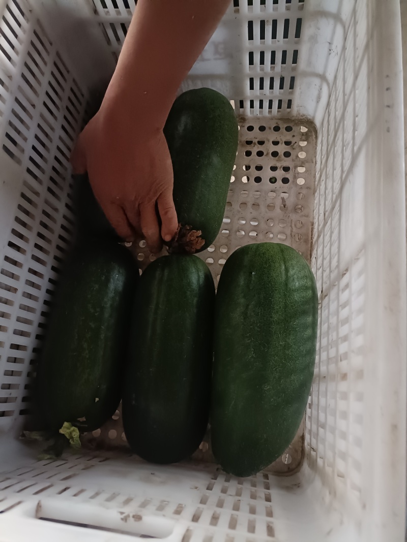 精品吊冬瓜产地直销量大质优价格优惠欢迎咨询采购