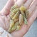 新疆特产葡萄干休闲零食奶茶蛋糕店烘培原料通货