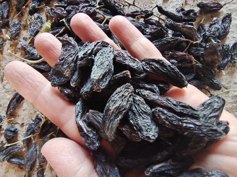 新疆特产葡萄干休闲零食奶茶蛋糕店烘培原料通货