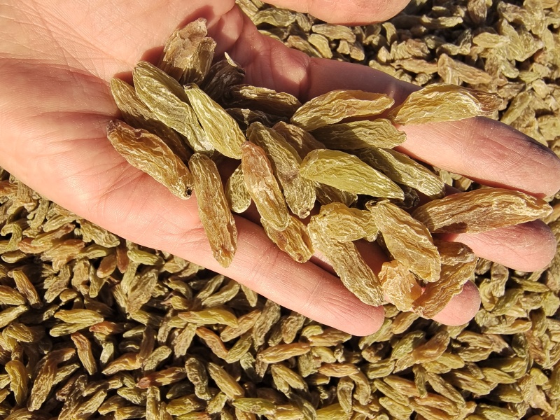 新疆特产葡萄干休闲零食奶茶蛋糕店烘培原料通货