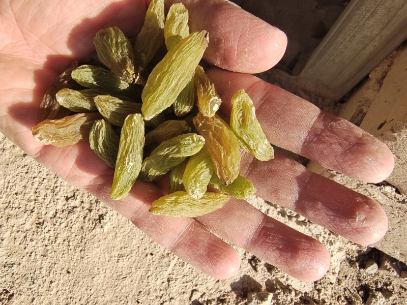 新疆特产葡萄干休闲零食奶茶蛋糕店烘培原料通货