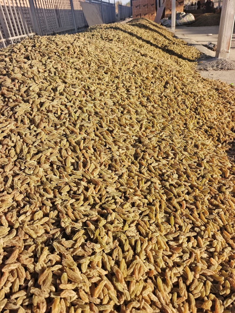 新疆特产葡萄干休闲零食奶茶蛋糕店烘培原料通货