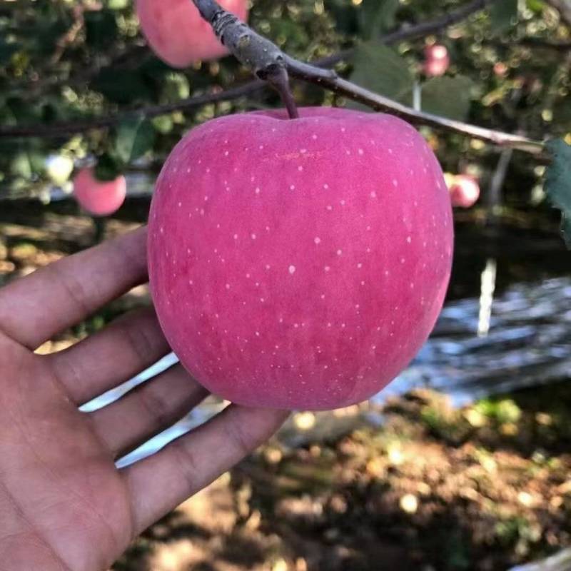 香甜可口多汁的红富士苹果大量有货