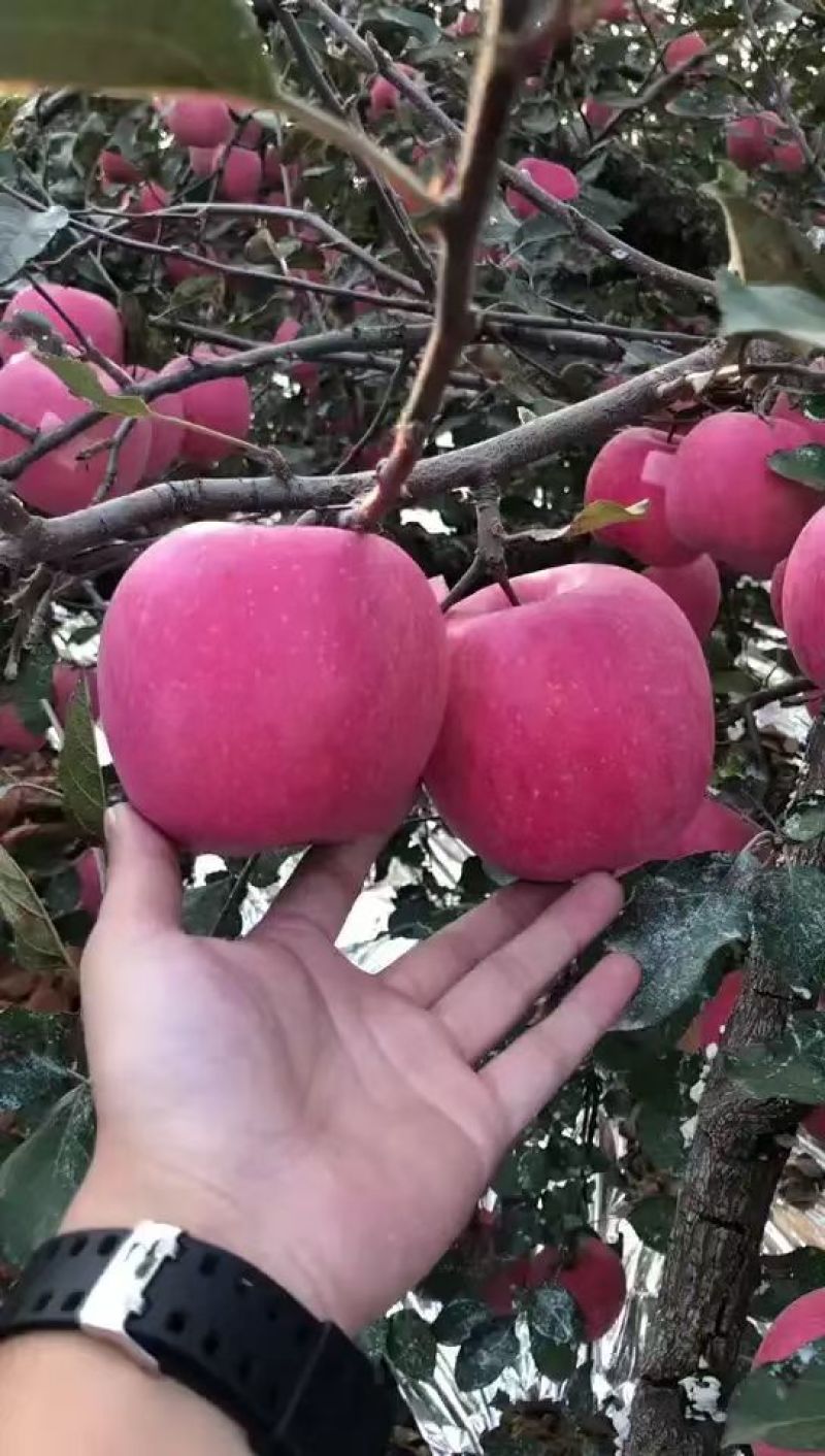 香甜可口多汁的红富士苹果大量有货