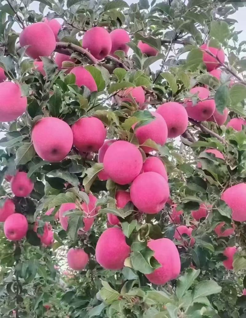 香甜可口多汁的红富士苹果大量有货