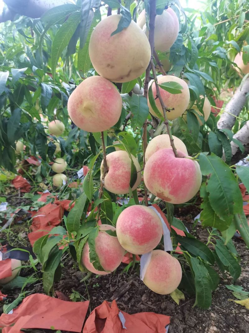 金秋红蜜