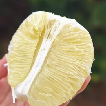 精品安江雪峰柚皮薄肉厚保质保量欢迎来电洽谈