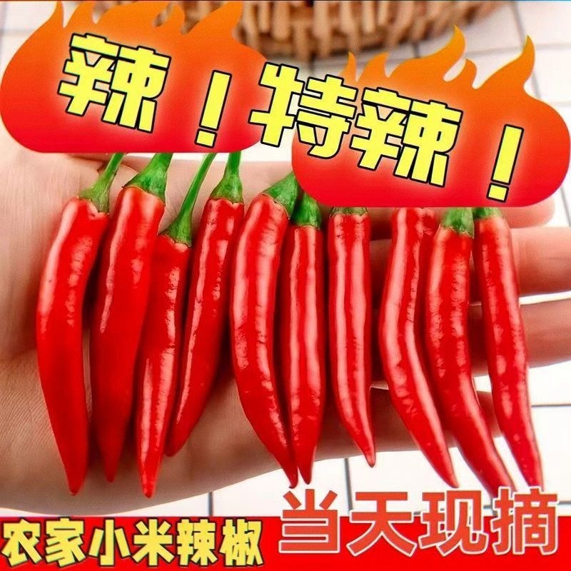 精品小米红椒今日报价品质有保证店商超市需要的请联糸