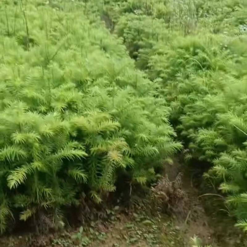 杉木苗