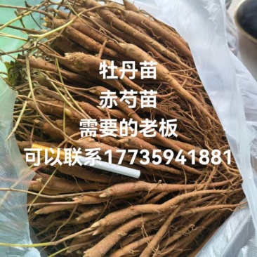 牡丹苗一年二年赤芍苗一年二年有需要的老板联系