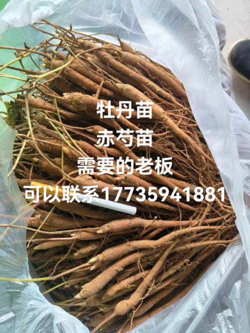 牡丹苗一年二年赤芍苗一年二年有需要的老板联系