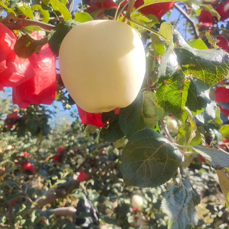 静宁黄元帅3000斤出售