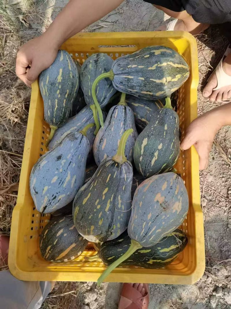《实力商家》广西精品香芋南瓜大量现货大量供应市场电商超市