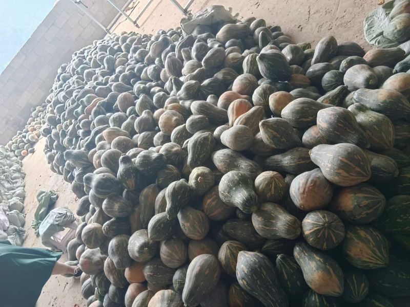 《实力商家》广西精品香芋南瓜大量现货大量供应市场电商超市