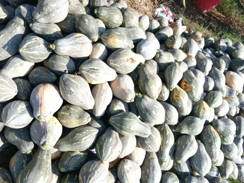 《实力商家》广西精品香芋南瓜大量现货大量供应市场电商超市