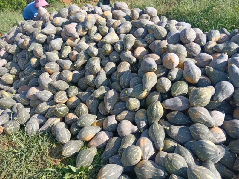 《实力商家》广西精品香芋南瓜大量现货大量供应市场电商超市