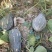 《实力商家》广西精品香芋南瓜大量现货大量供应市场电商超市