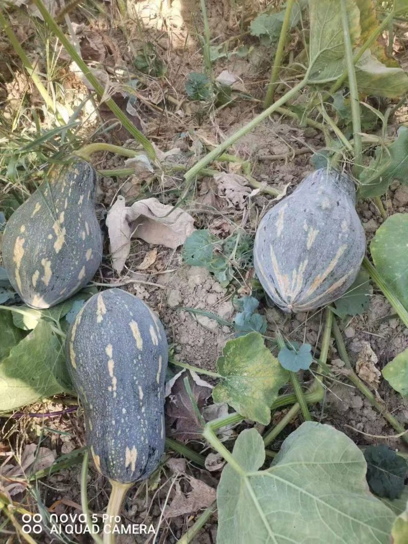 《实力商家》广西精品香芋南瓜大量现货大量供应市场电商超市