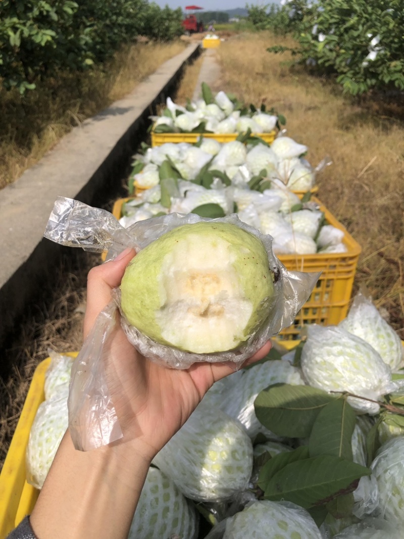 云南芭乐番石榴红心白心都有支持电商按需做货