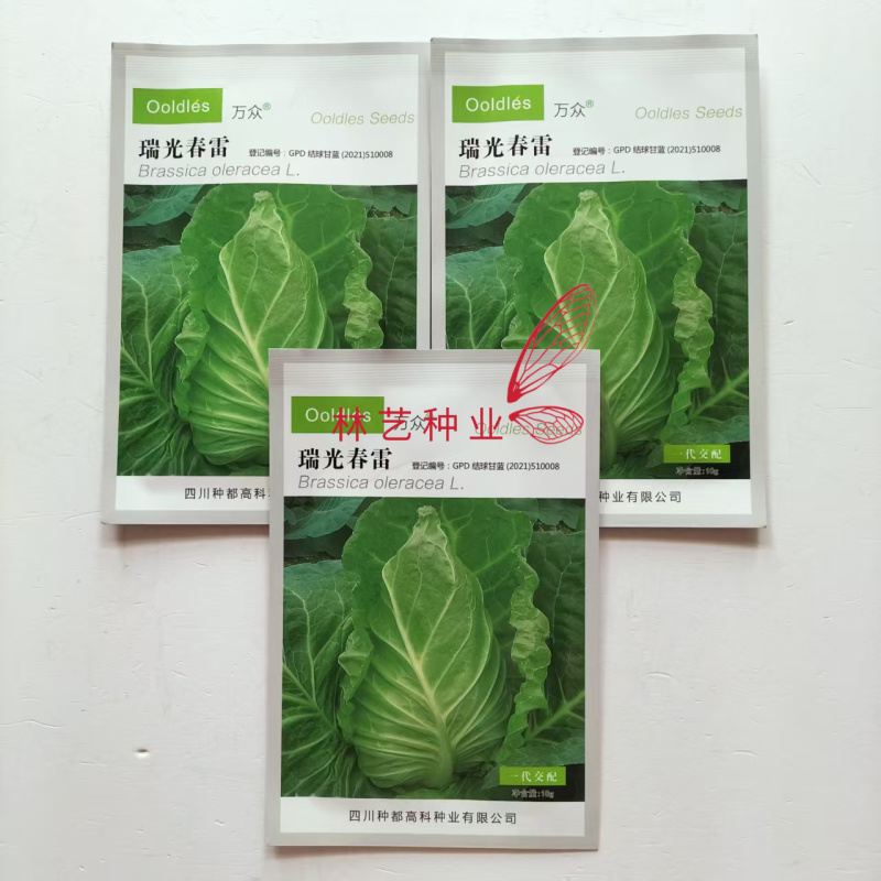 种都瑞光春雷牛心甘蓝种子翠绿脆嫩高产耐寒抗病性佳