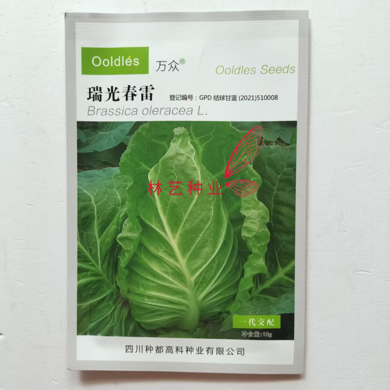 种都瑞光春雷牛心甘蓝种子翠绿脆嫩高产耐寒抗病性佳