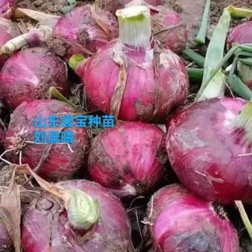 洋葱苗，紫红皮洋葱苗，卜居红，签合同包回收