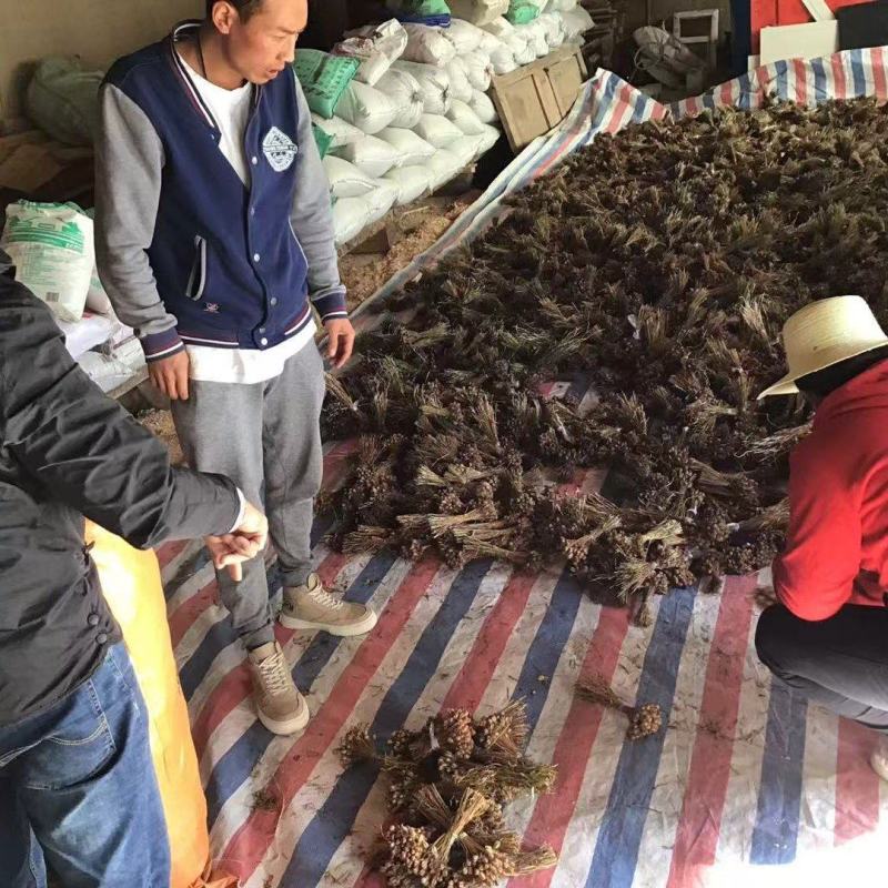川贝种子，也叫暗紫贝在我这购买种子可提供种植技术