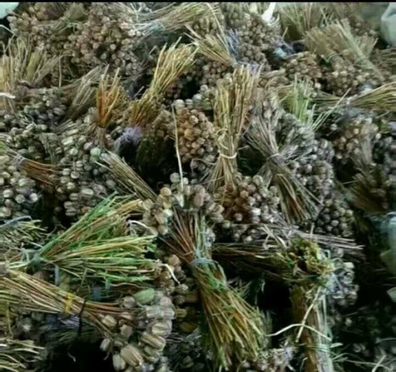 川贝种子，也叫暗紫贝在我这购买种子可提供种植技术