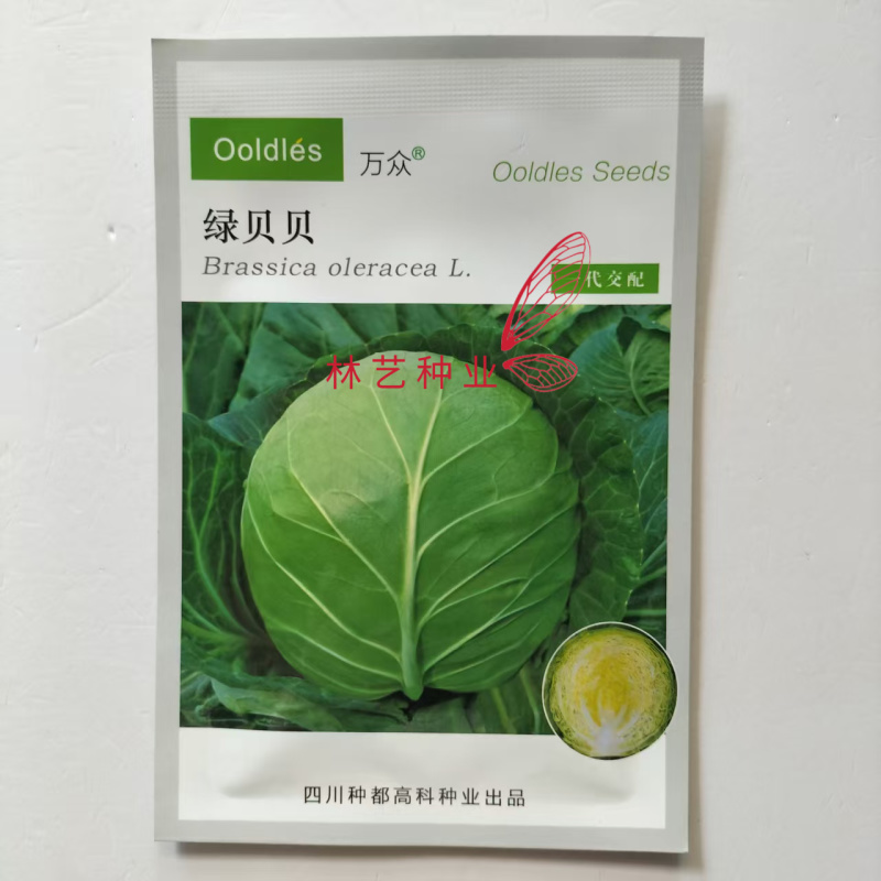 种都绿贝贝黄心甘蓝种子绿叶黄心高产抗病商品性佳