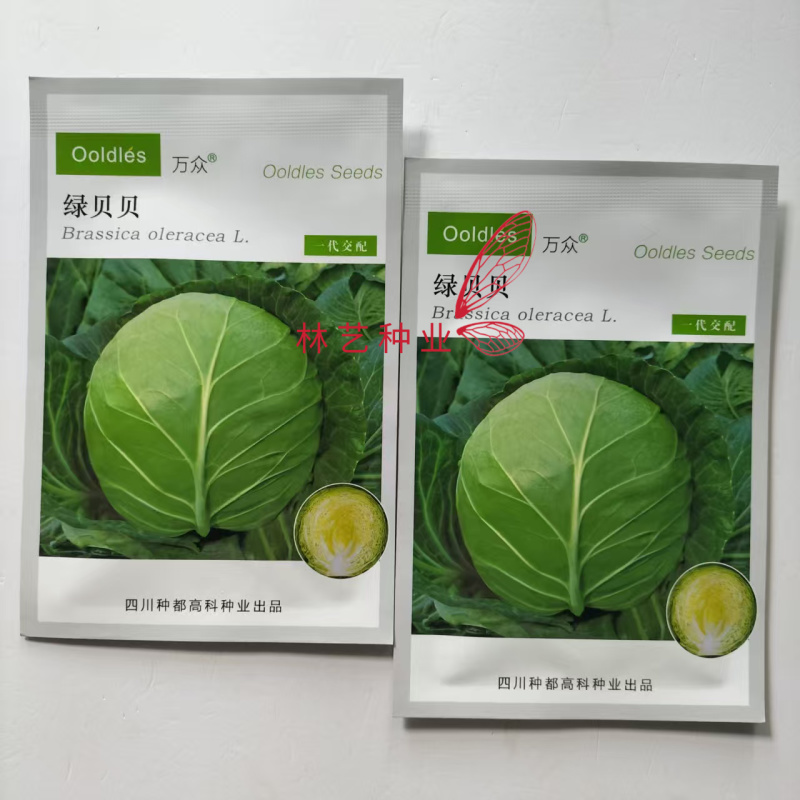 种都绿贝贝黄心甘蓝种子绿叶黄心高产抗病商品性佳