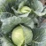 种都绿贝贝黄心甘蓝种子绿叶黄心高产抗病商品性佳