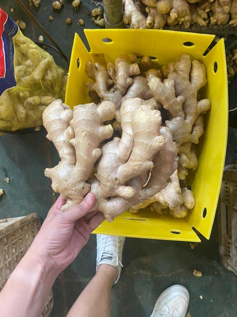 大姜出口加工丨产地直发丨货源稳定丨按需做货丨欢迎洽谈合作