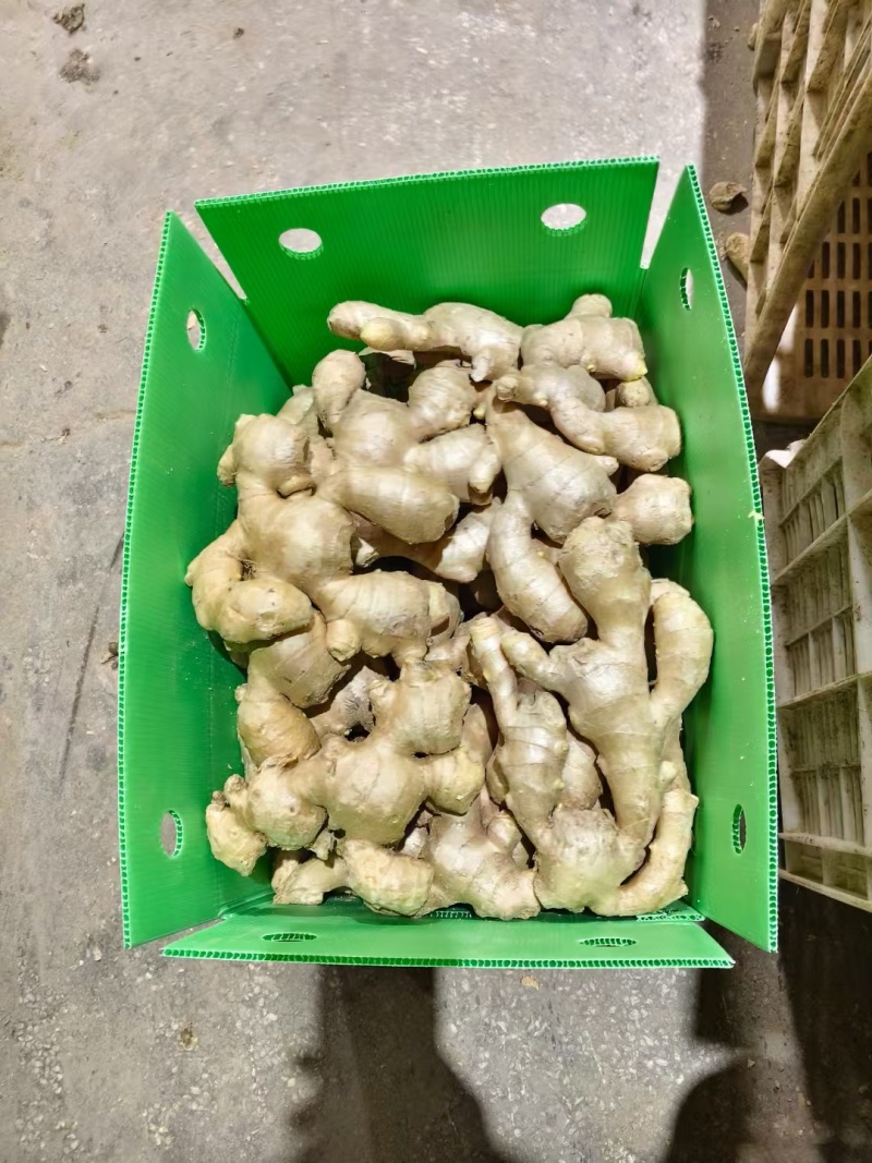 大姜出口加工丨产地直发丨货源稳定丨按需做货丨欢迎洽谈合作