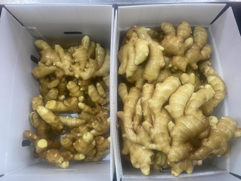 大姜出口加工丨产地直发丨货源稳定丨按需做货丨欢迎洽谈合作