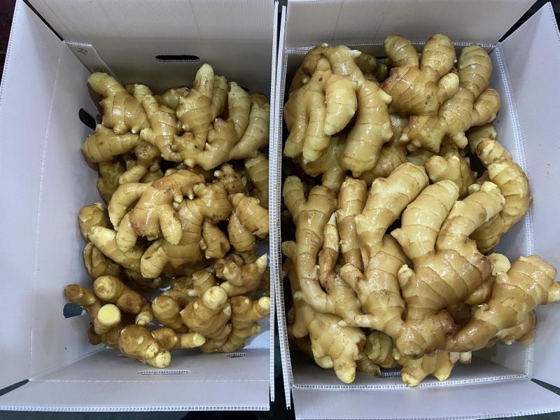 大姜出口加工丨产地直发丨货源稳定丨按需做货丨欢迎洽谈合作