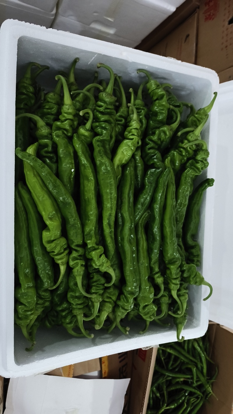 夏邑县大棚薄皮301新鲜翠绿商超市场电商品类齐全