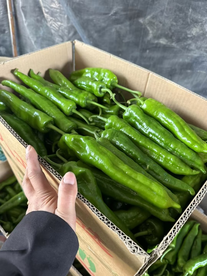 夏邑县大棚薄皮301新鲜翠绿商超市场电商品类齐全